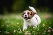 Szczeniak Piesek Jack Russell Terrier ZKwP FCI