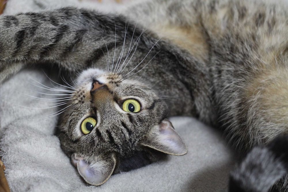 Drugi z braci Mroczek poleca się do adopcji