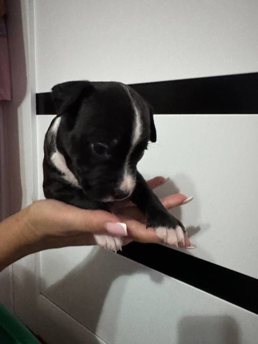 Стафордширский терьер (Амстаф) ( стафорд )