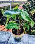 Muda de Planta Alocasia