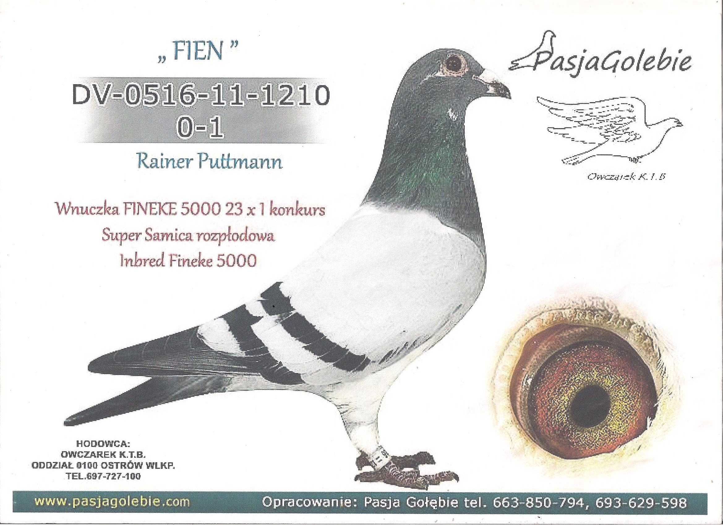 Młode para 63 Inbred Fieneke 5000 gołab gołębie pocztowe z rodowodem