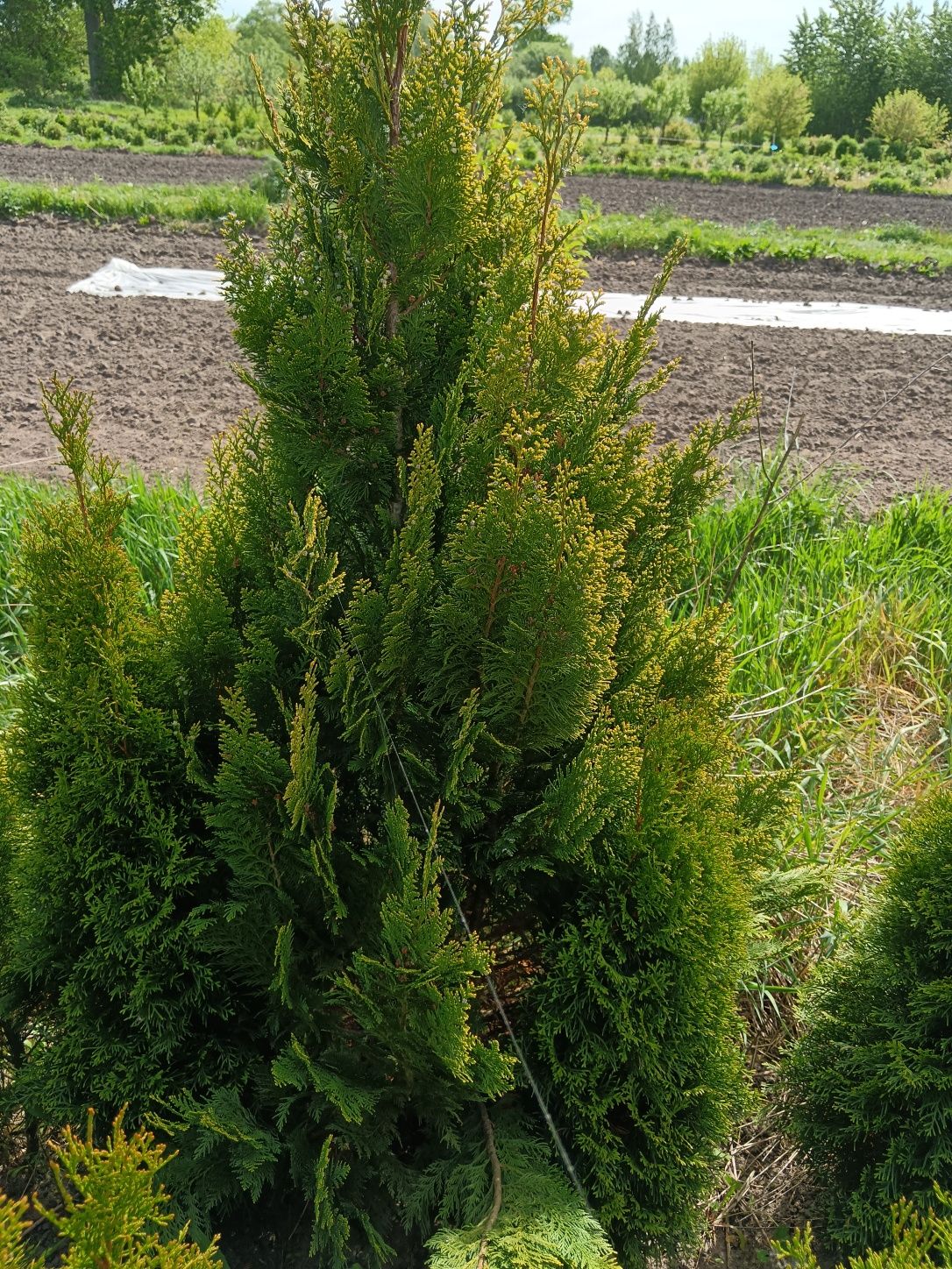 Cyprys verigatum