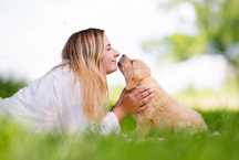 Golden Retriever FCI po Championie wolny chłopiec