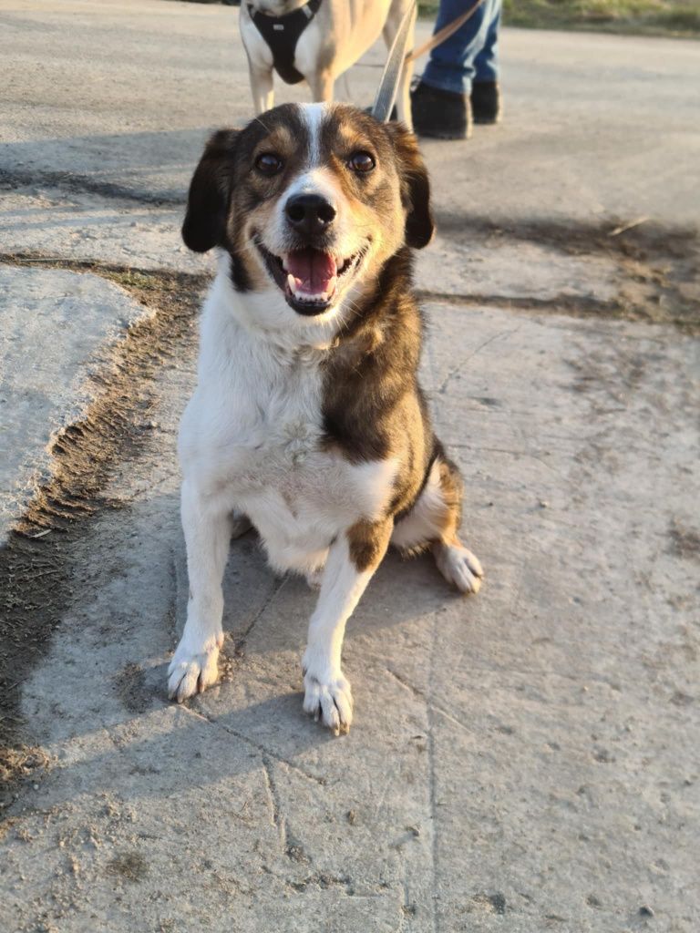 Maksio - Piesek do adopcji