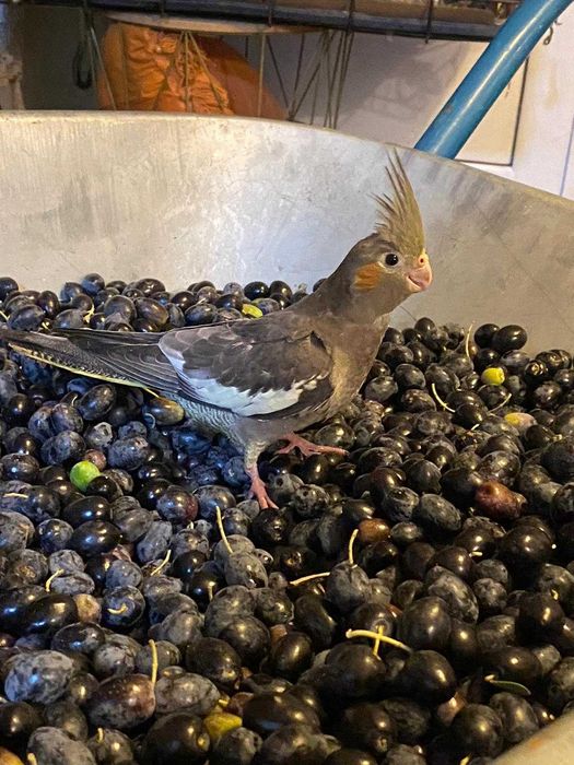 Caturra NOVA para cedência