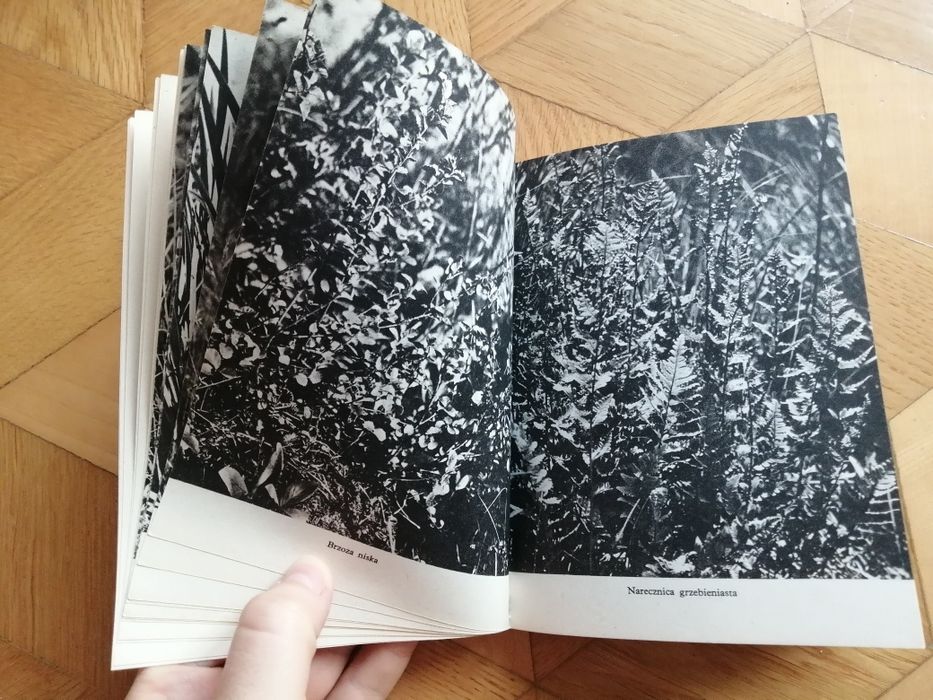 Pojezierze łęczyńsko-włodawskie. Przyroda polska