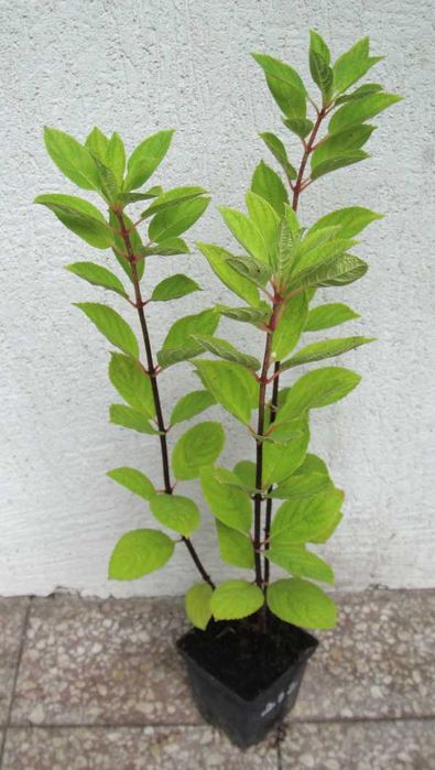 HORTENSJA BUKIETOWA Baby Lace - sadzonki w doniczkach