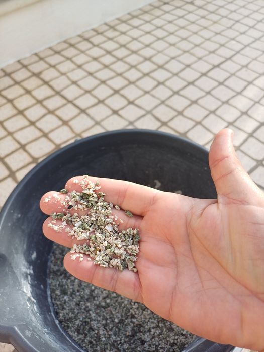 Areao de coral Zanzibar