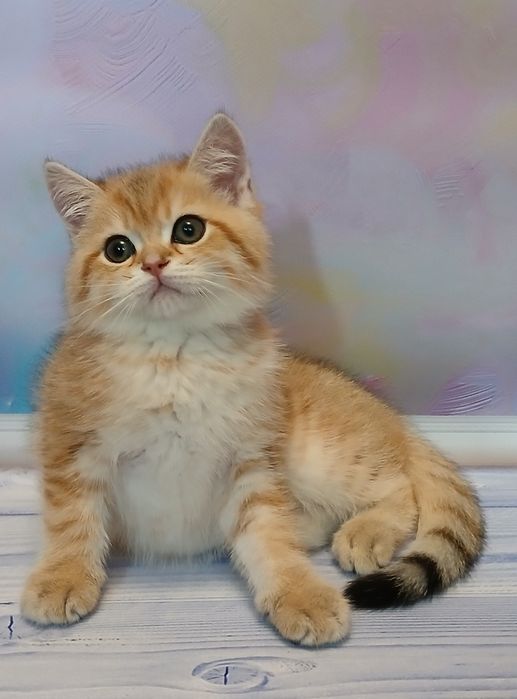 Кошенятко 2,5 місяці золотої шиншили