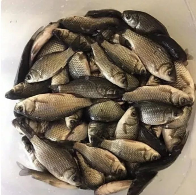 Живець карась.6-7см