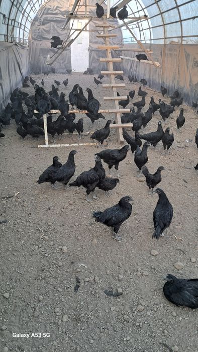 Продам куры Аям цемани