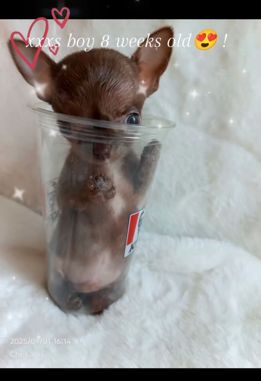 Chihuahua  xxxs chłopiec krótkowłosy samiec piesek zarezerwowany