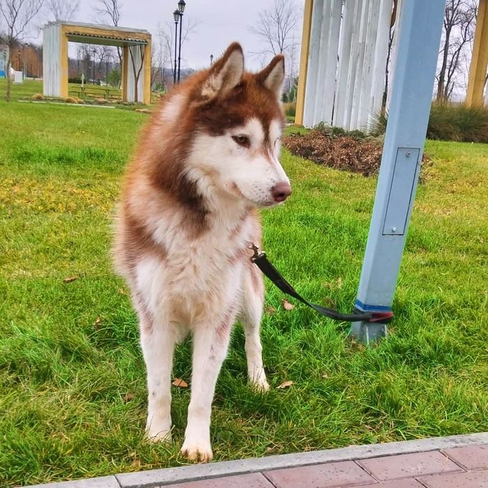 Сибірський хаскі,кобель з титулами