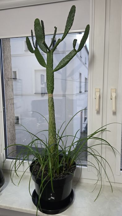 Opuncja wys. - 87 cm, duży okaz