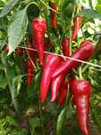 Papryka ostra jalapenio, cyklon, cherry, cayenne, padron