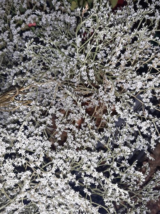 Gałązki MAHONII, do wiązanek wazonów