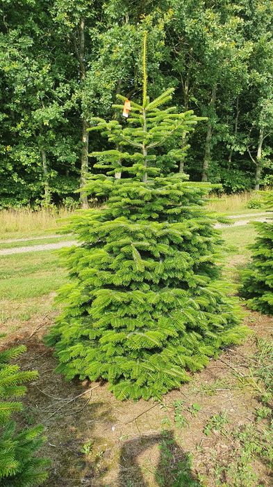 Jodła Kaukaska z plantacji cięta lub w donicy - tuchoinki.pl PLANTACJE