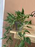 Epipremnum godzilla XXL