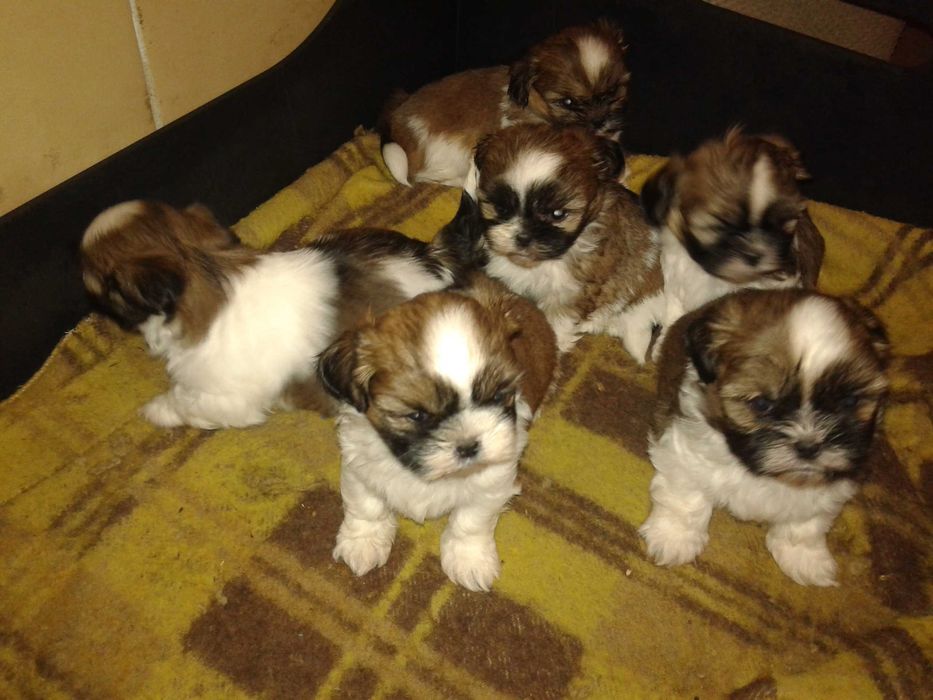 szczeniaczek SHIH TZU miniaturka umowa PASZPORT rodowód