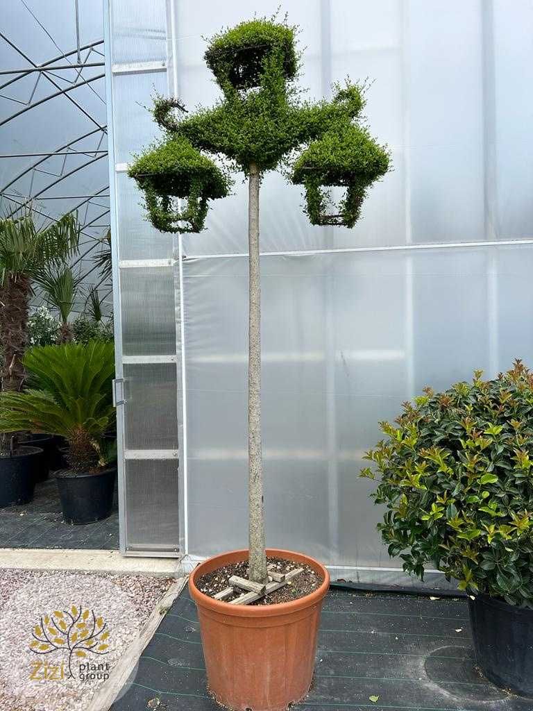 Latarnia / Ligustr / Ligustrum Jonandrum / Wys. 250cm