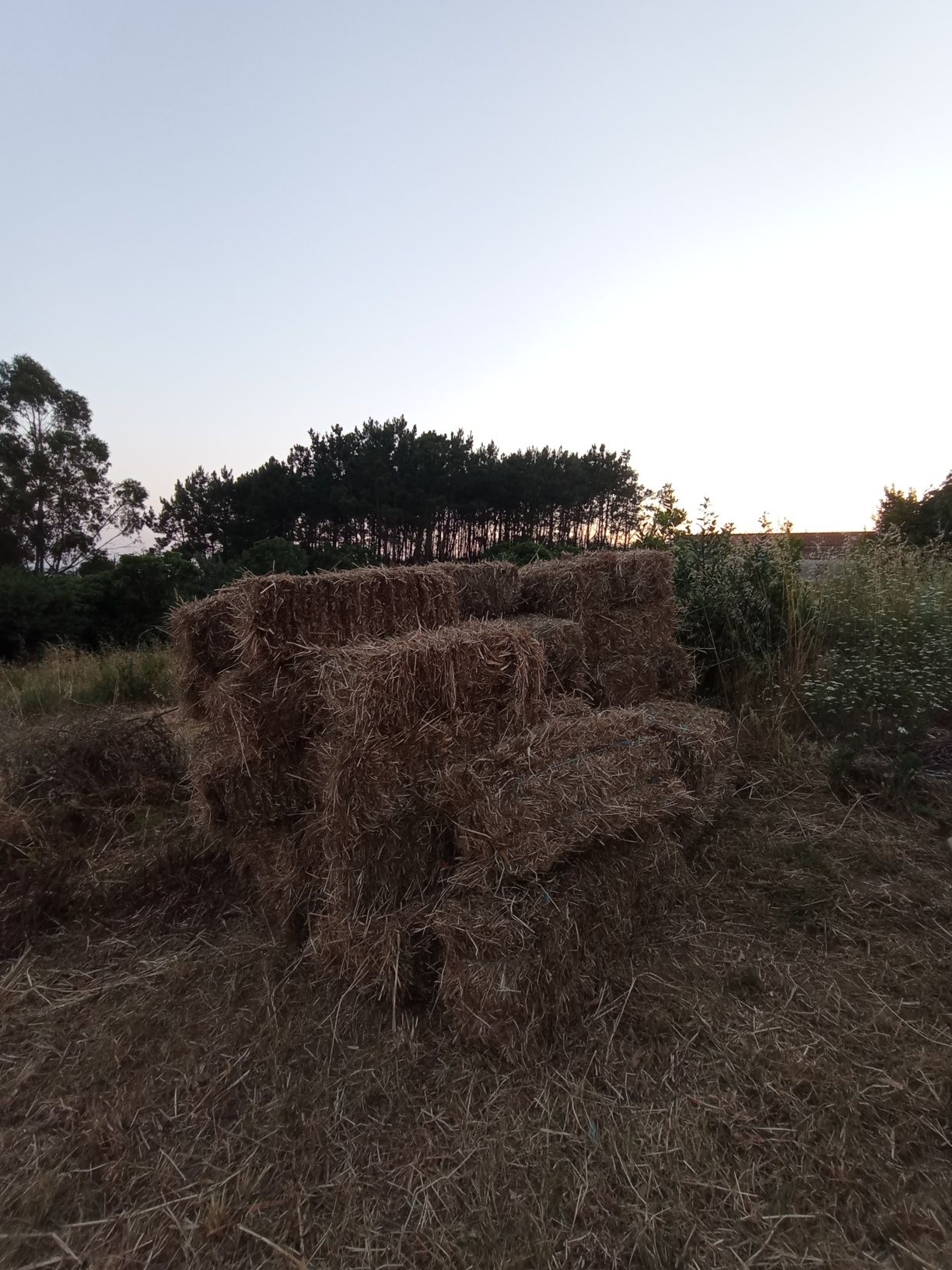 Palha 2k25, 2,5 Euros