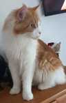 Kotka Maine Coon do płatnej adopcji