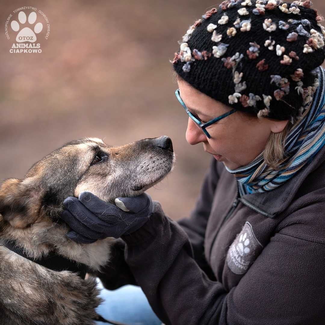 Balto szuka spokojnego domu na jesień życia. OTOZ Animals Ciapkowo.