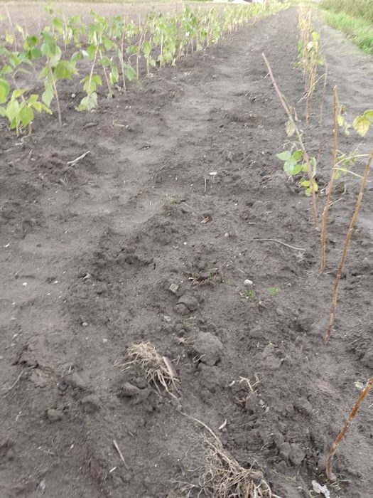 Sprzedam sadzonki maliny poemat