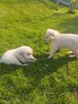 Szczeniak Golden Retriever