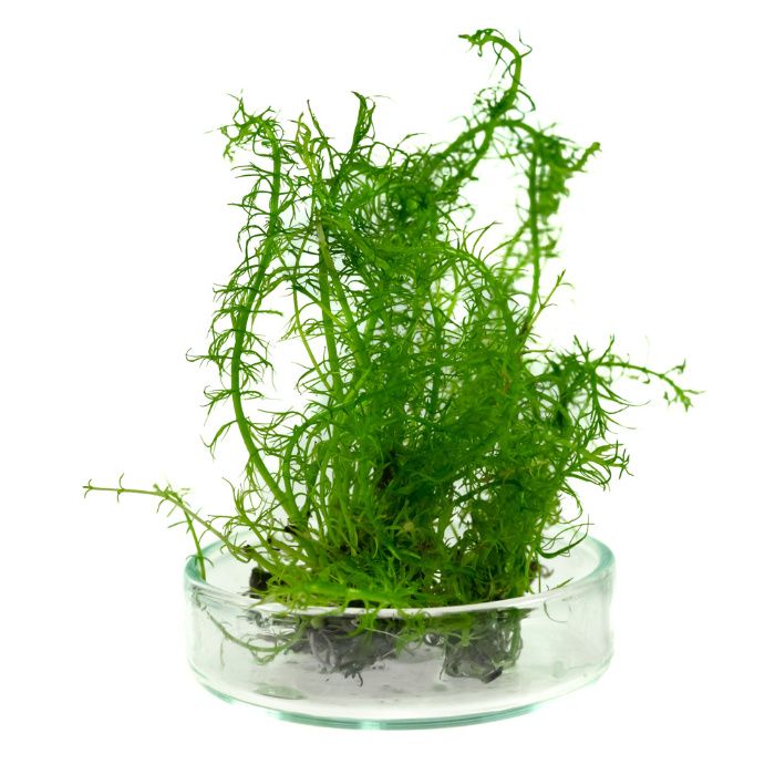 Rośliny do akwarium Bacopa myriophylloides OKÓŁKOWA in vitro