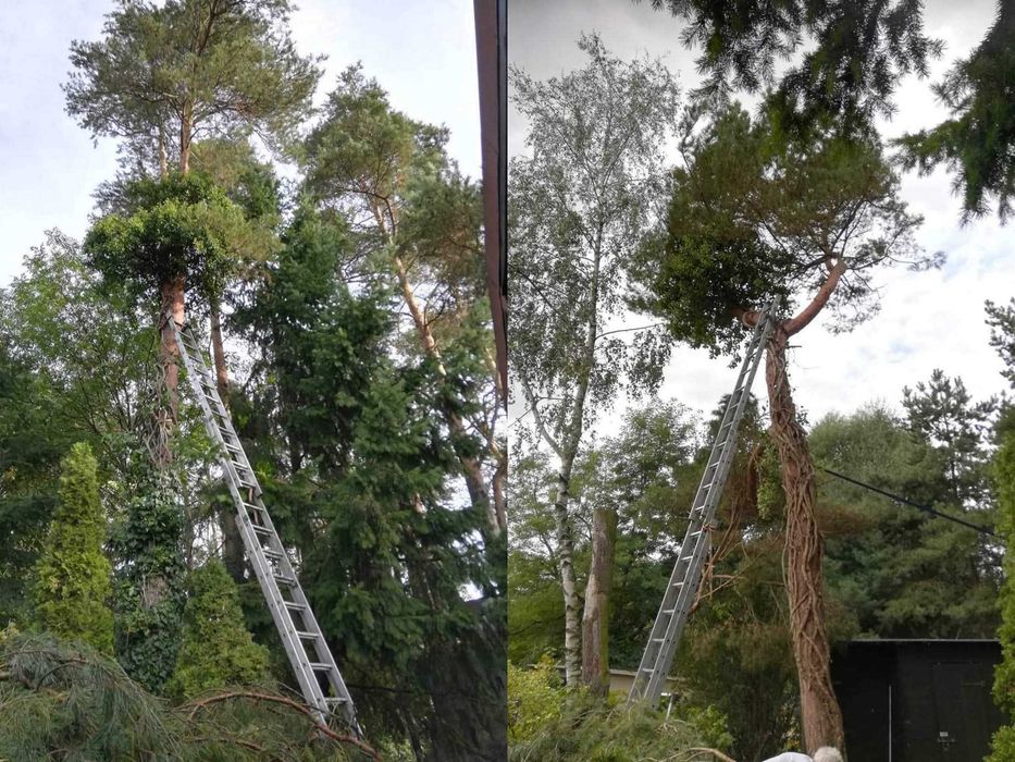 Usługi ogrodnicze wycinki rębak karczowanie koszenie arborysta projekt