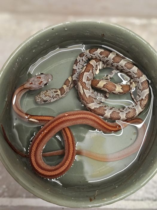 Waz zbozowy różne odmiany kolorystyczne