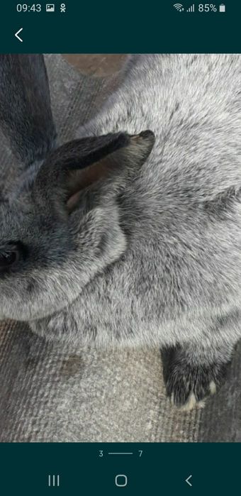 Самцы термоны пол серебро