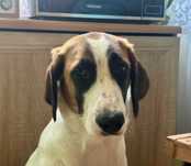 SOLANGE 7 mies sunia do adopcji do domu z ogrodem