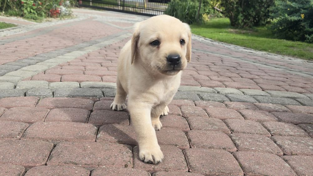 Labrador Retriever! Biszkoptowy pies! Grubej kości!