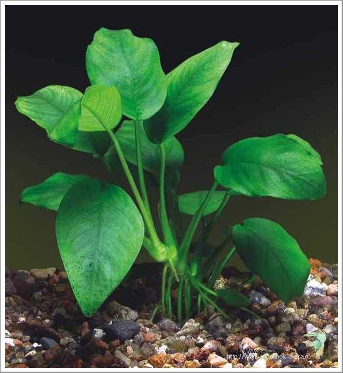 Anubias nana  anã