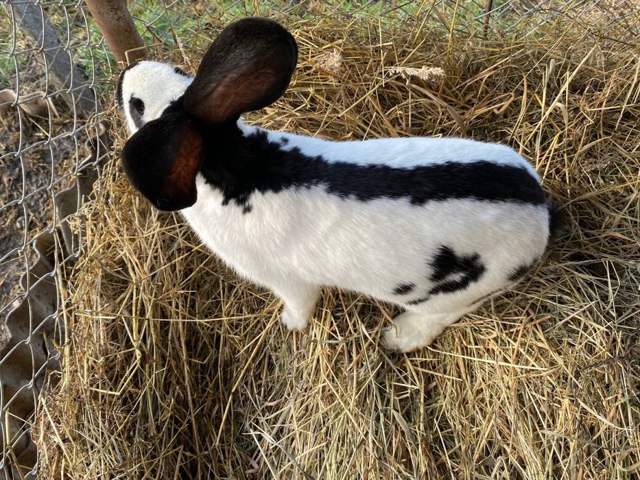 Кролі Строкачі самці