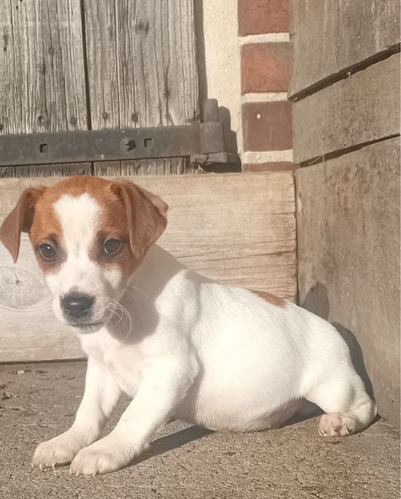 Jack russell terrier