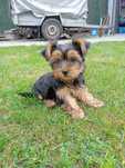 york terrier suczka