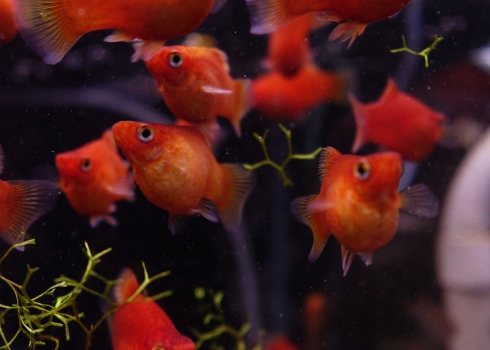 Platka koralowa XL od Neon Zoo