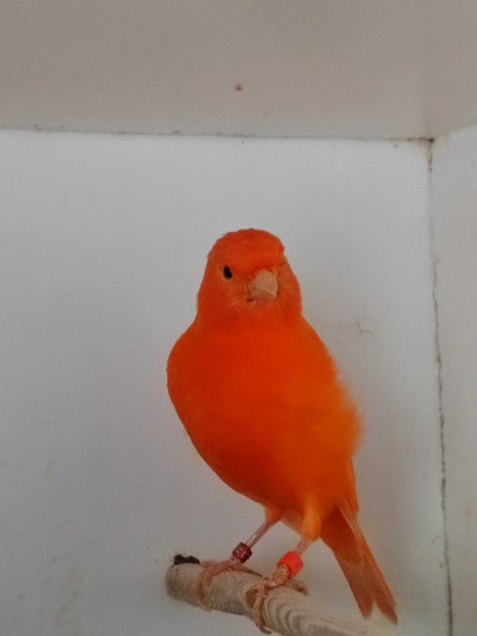 Kanarki sprzedam samice i samce