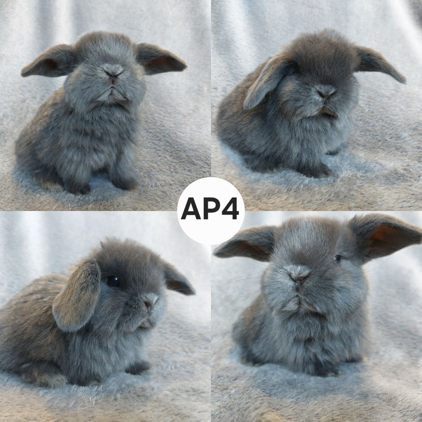 Królik Baranek Miniaturka MINI LOP