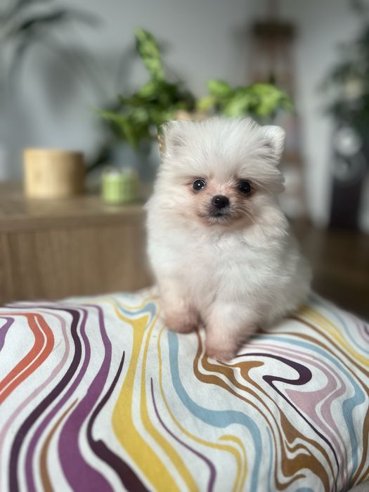 Perełka - Kremowa suczka xxs pomeranian, szpic miniaturowy