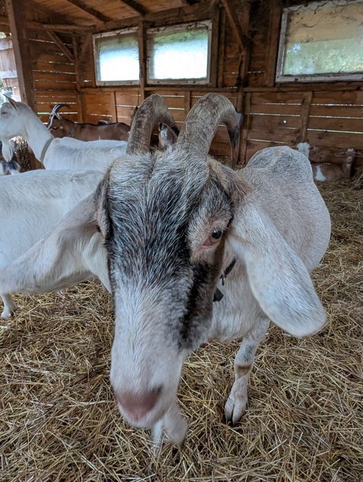 Sprzedam 2 mleczne kozy