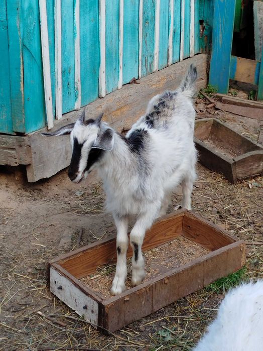 Продаю дві молоді кізки