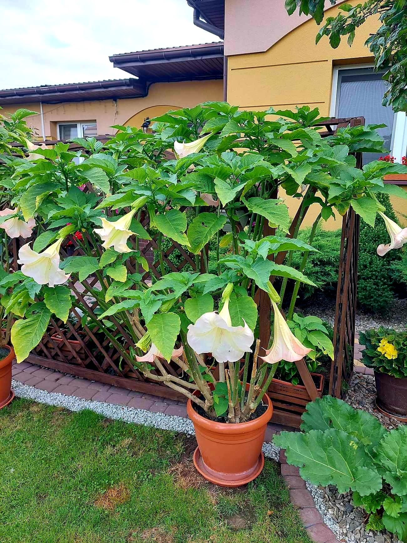 Datura, Bieluń  , Burgmansia sadzonki Biała Żółta Różowa