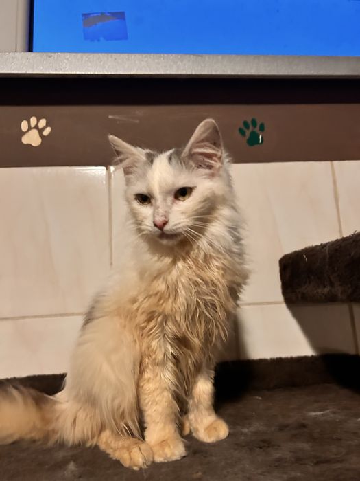 Księżna szuka domu