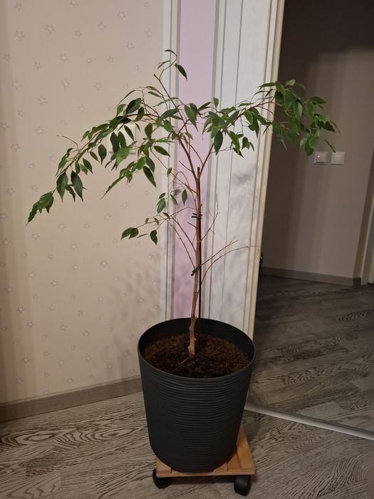 Вазони  заміокулькас шефлера фікус Бенджаміна лот