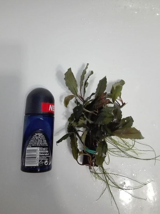 Bucephalandra bucek