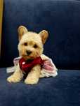 West highland white terrier Pudel toy Westiepoo szczenięta